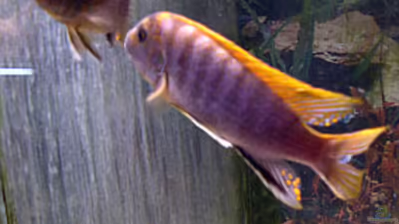 Besatz im Aquarium Becken 254 von Daniel Hieber (10)