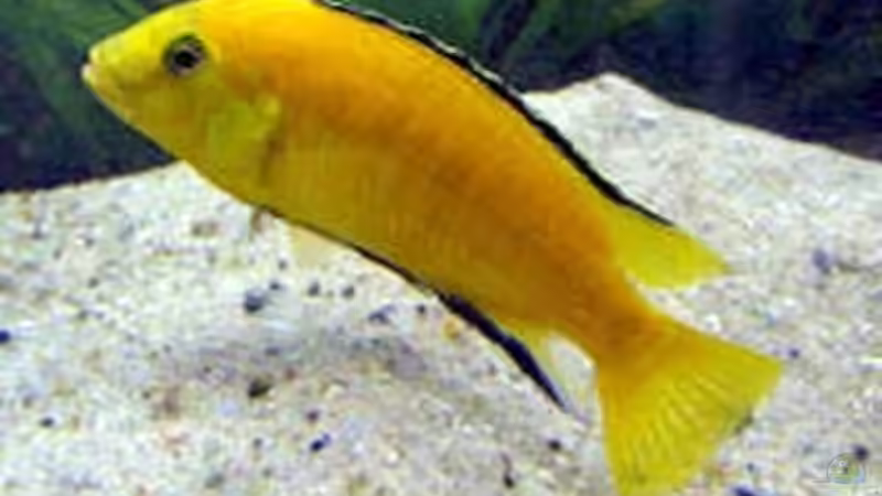 Besatz im Aquarium Becken 254 von Daniel Hieber (11)