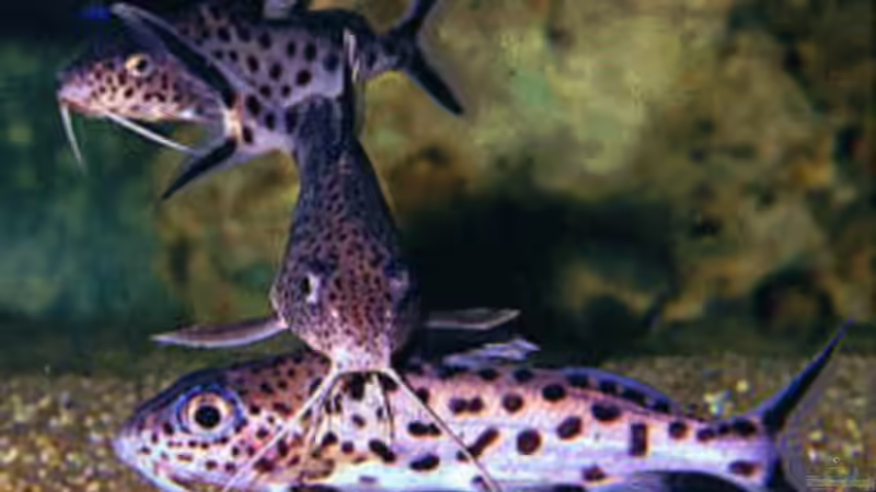 Besatz im Aquarium Becken 254 von Daniel Hieber (12)