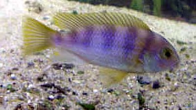 Besatz im Aquarium Becken 254 von Daniel Hieber (13)