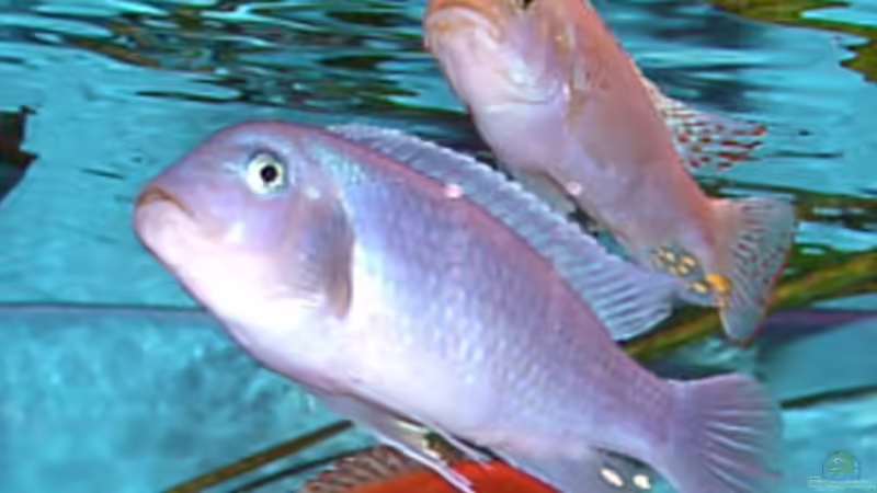 Besatz im Aquarium Becken 254 von Daniel Hieber (14)