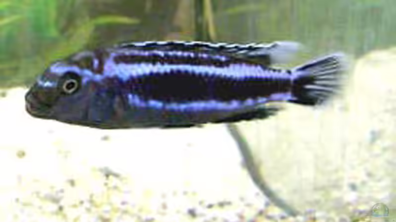 Besatz im Aquarium Becken 254 von Daniel Hieber (8)