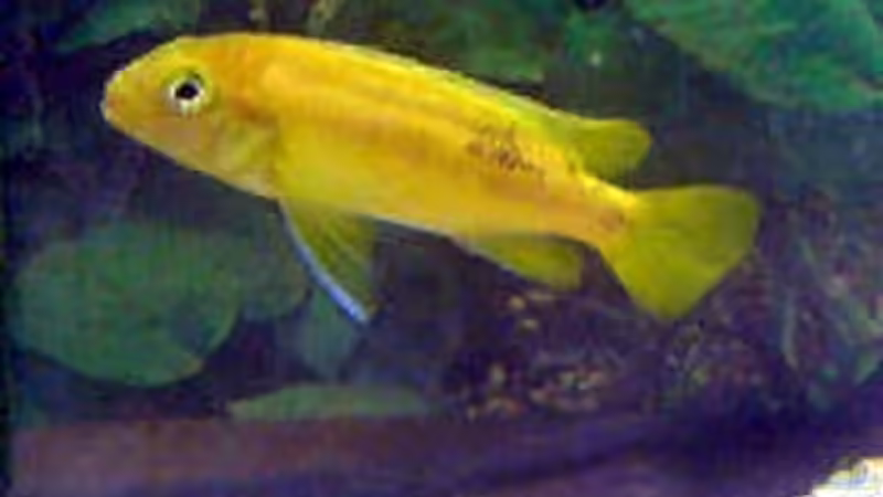 Besatz im Aquarium Becken 254 von Daniel Hieber (9)