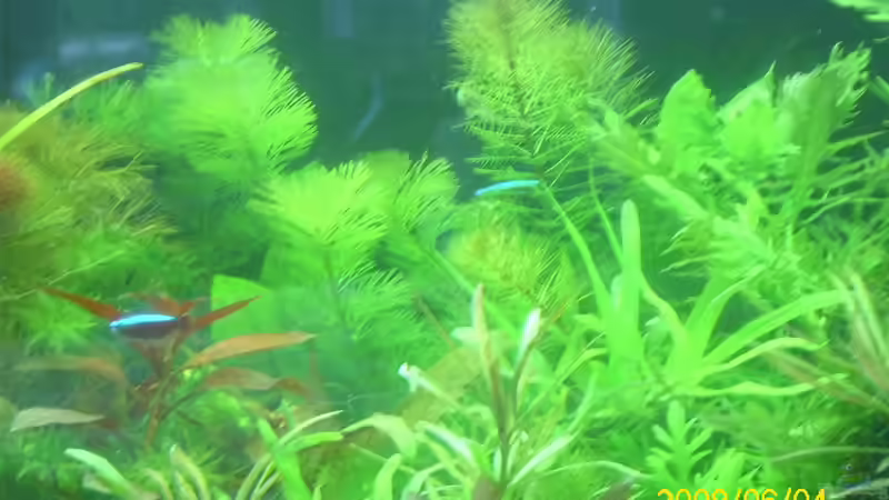 Besatz im Aquarium Becken 25448 von Herbert Baier (33)