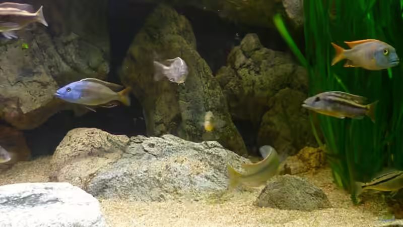 Besatz im Aquarium Becken 2548 von Crenii (37)