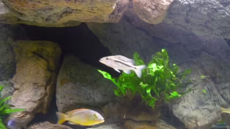 Besatz im Aquarium Becken 2548 von Crenii (38)