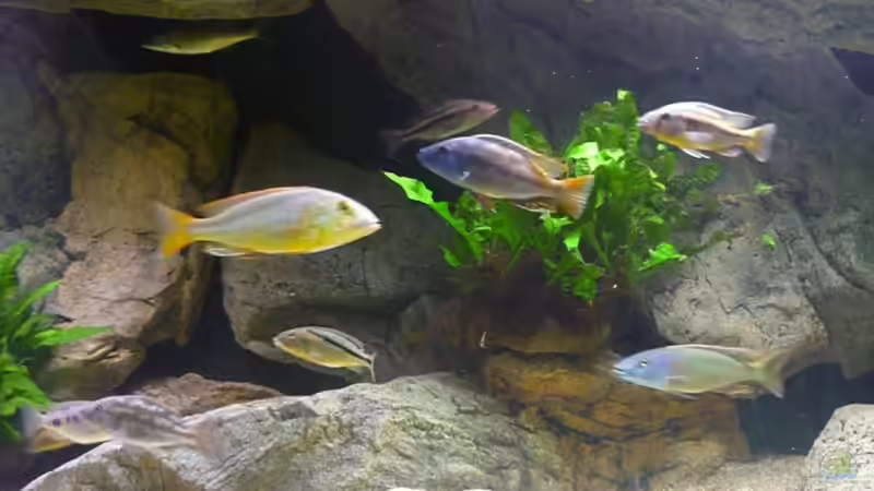 Besatz im Aquarium Becken 2548 von Crenii (39)