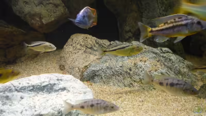 Besatz im Aquarium Becken 2548 von Crenii (40)