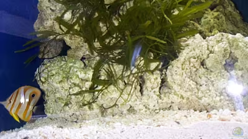 Besatz im Aquarium Becken 2550 von Michael Gründl (10)