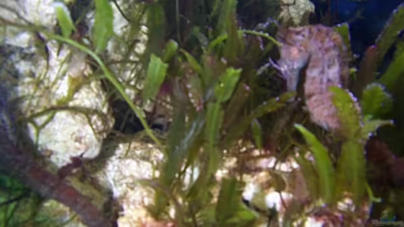 Besatz im Aquarium Becken 2550 von Michael Gründl (13)