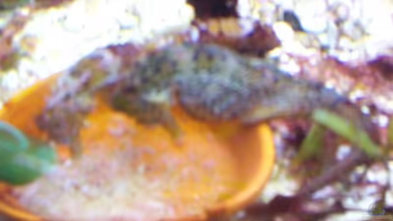 Besatz im Aquarium Becken 2550 von Michael Gründl (15)