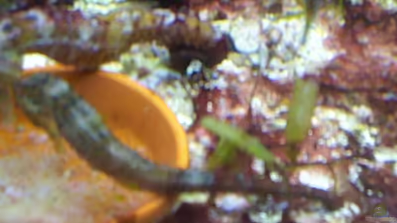 Besatz im Aquarium Becken 2550 von Michael Gründl (16)