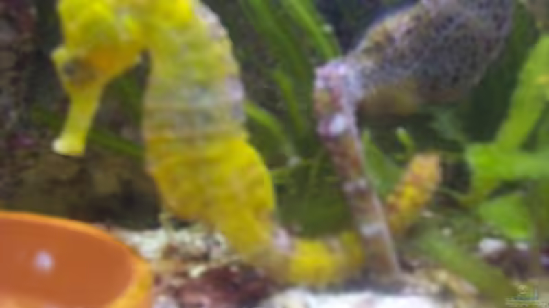 Besatz im Aquarium Becken 2550 von Michael Gründl (17)