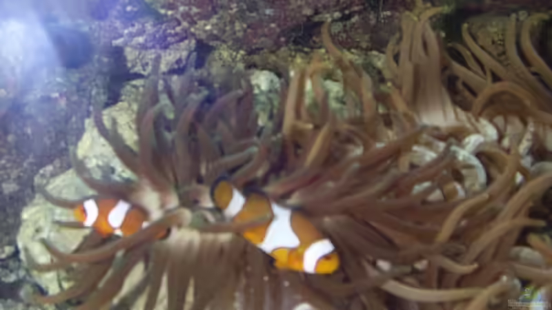 Besatz im Aquarium Becken 2550 von Michael Gründl (19)