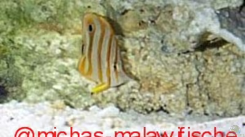 Besatz im Aquarium Becken 2550 von Michael Gründl (9)