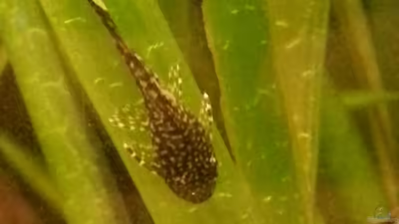 Besatz im Aquarium Becken 25512 von isabelle... (9)