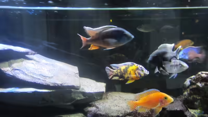 Besatz im Aquarium Becken 25531 zu verkaufen!!! +43 6641437033 von Dunzi (12)