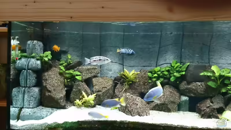 Besatz im Aquarium Becken 25557 von Sven 76 (5)