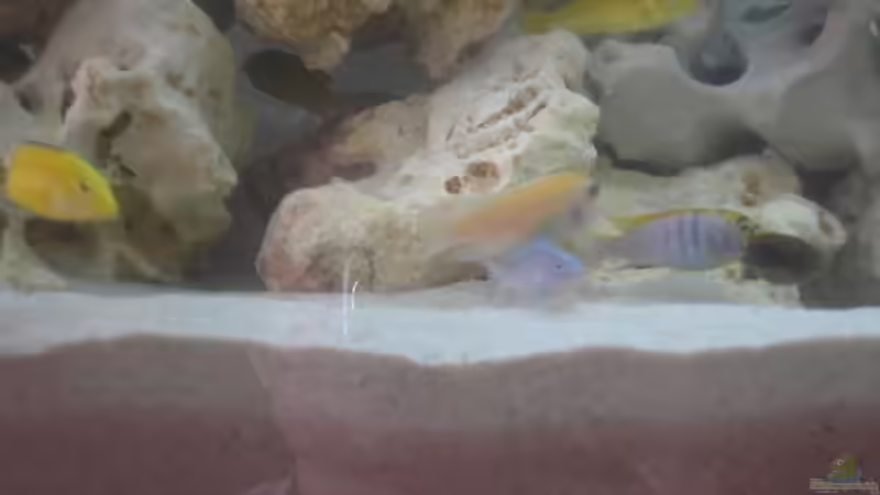 Besatz im Aquarium Becken 2556 von Stefan Hursie (10)