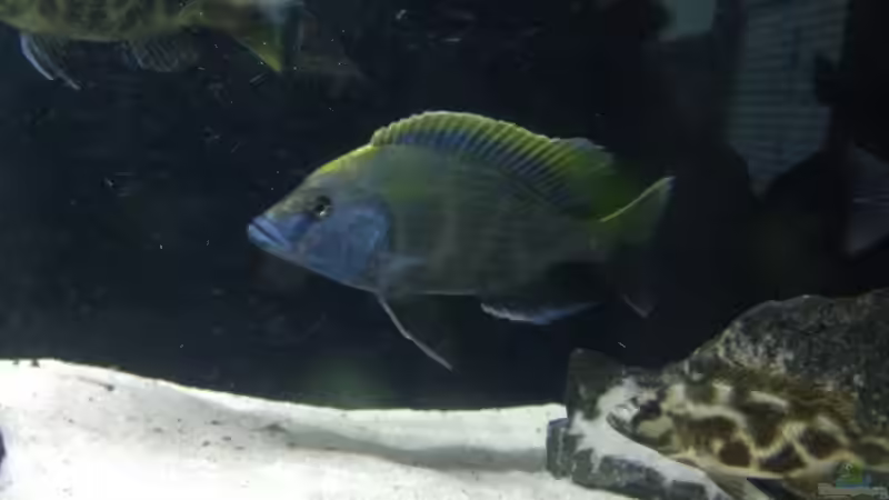 Besatz im Aquarium Becken 25586 von Nico Becker (10)