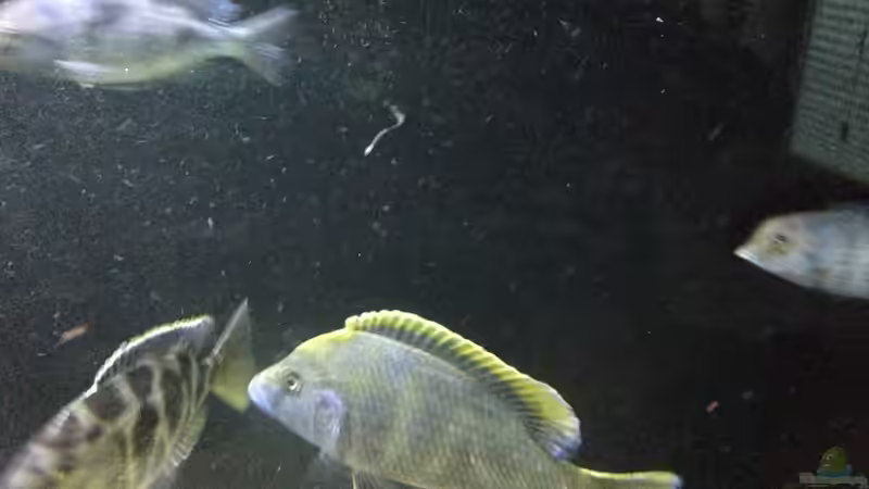 Besatz im Aquarium Becken 25586 von Nico Becker (11)