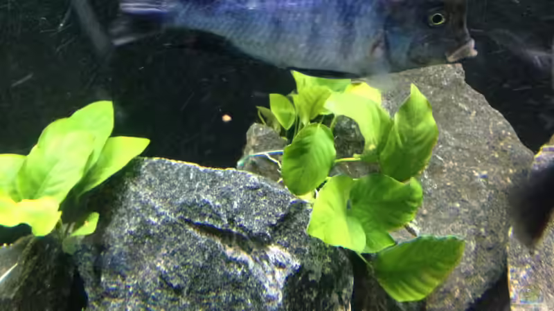 Besatz im Aquarium Becken 25586 von Nico Becker (12)