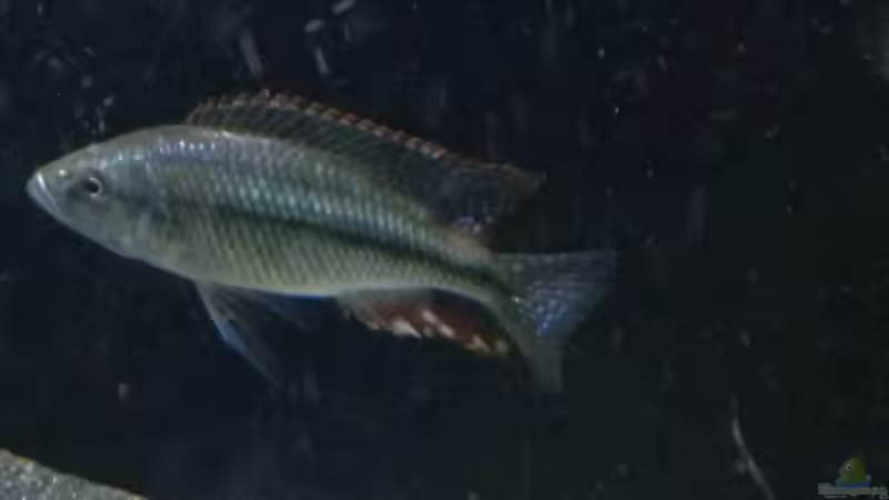 Besatz im Aquarium Becken 25586 von Nico Becker (13)