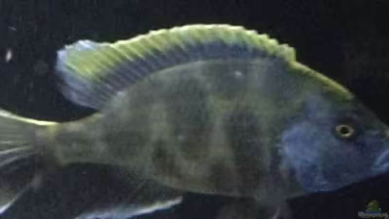 Besatz im Aquarium Becken 25586 von Nico Becker (14)