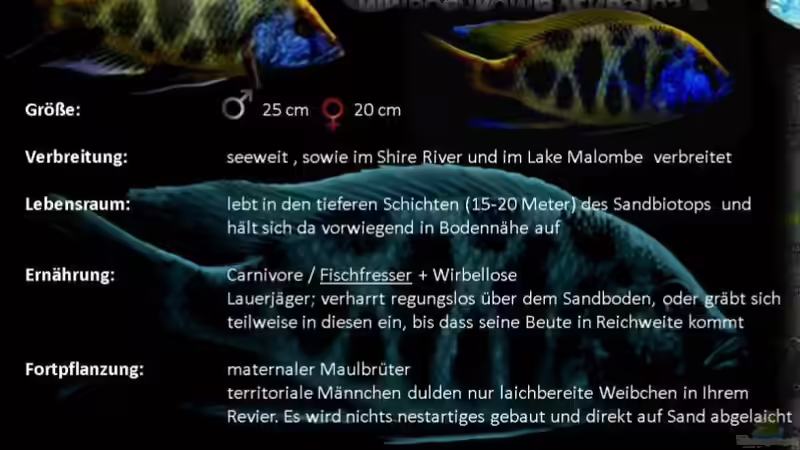 Besatz im Aquarium Becken 25586 von Nico Becker (17)