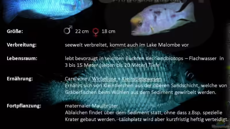 Besatz im Aquarium Becken 25586 von Nico Becker (22)