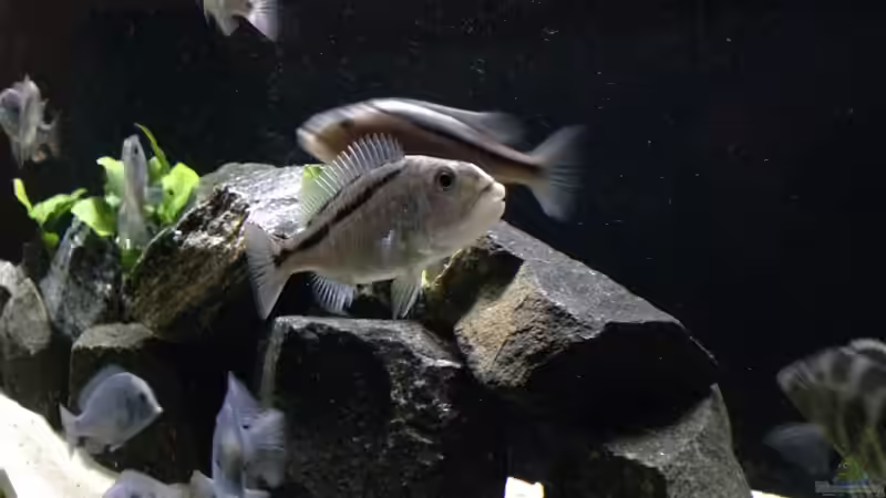 Besatz im Aquarium Becken 25586 von Nico Becker (23)