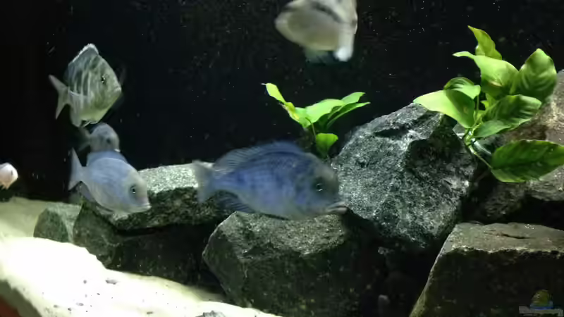 Besatz im Aquarium Becken 25586 von Nico Becker (25)