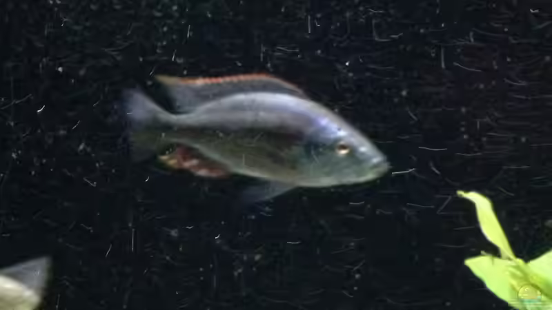 Besatz im Aquarium Becken 25586 von Nico Becker (26)