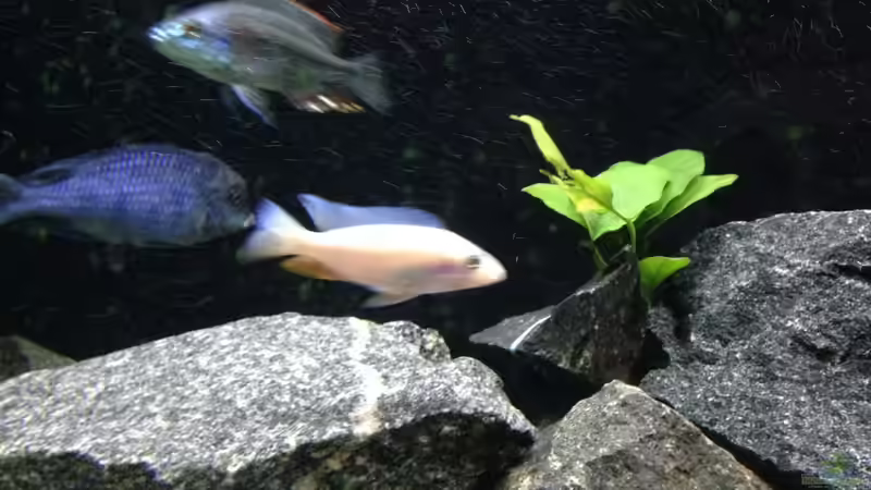 Besatz im Aquarium Becken 25586 von Nico Becker (27)