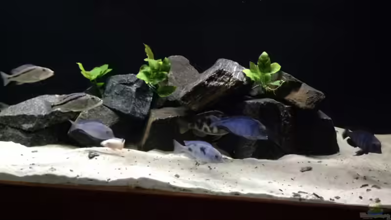 Besatz im Aquarium Becken 25586 von Nico Becker (28)