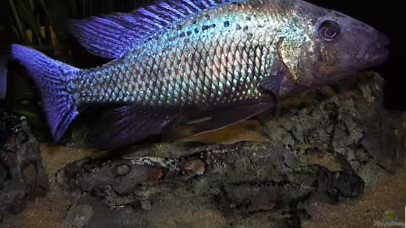 Besatz im Aquarium Becken 256 von Schilling (10)