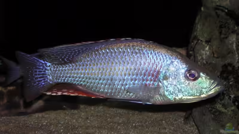 Besatz im Aquarium Becken 256 von Schilling (11)