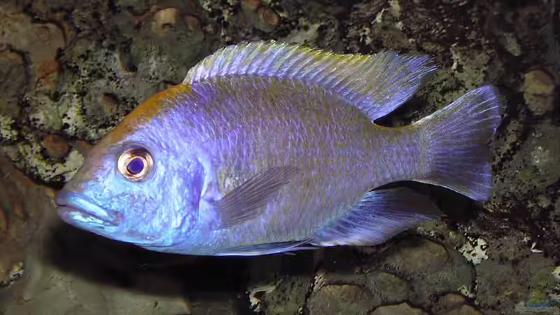 Besatz im Aquarium Becken 256 von Schilling (12)