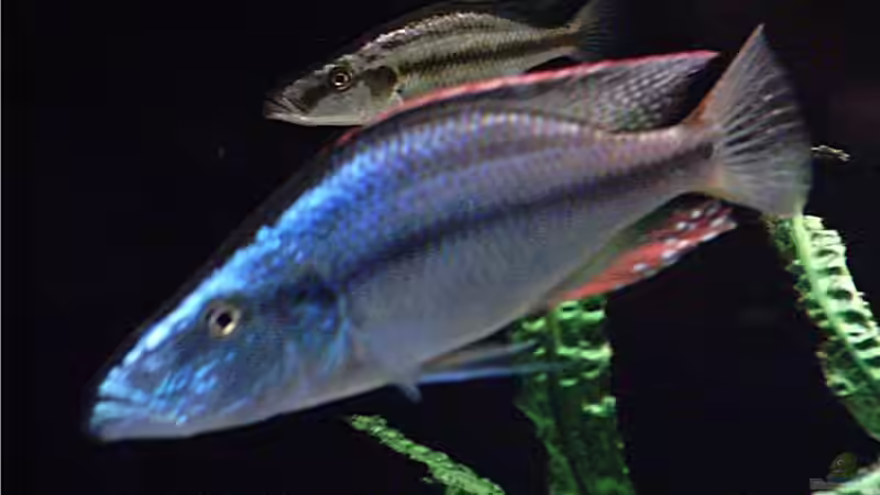 Besatz im Aquarium Becken 256 von Schilling (16)