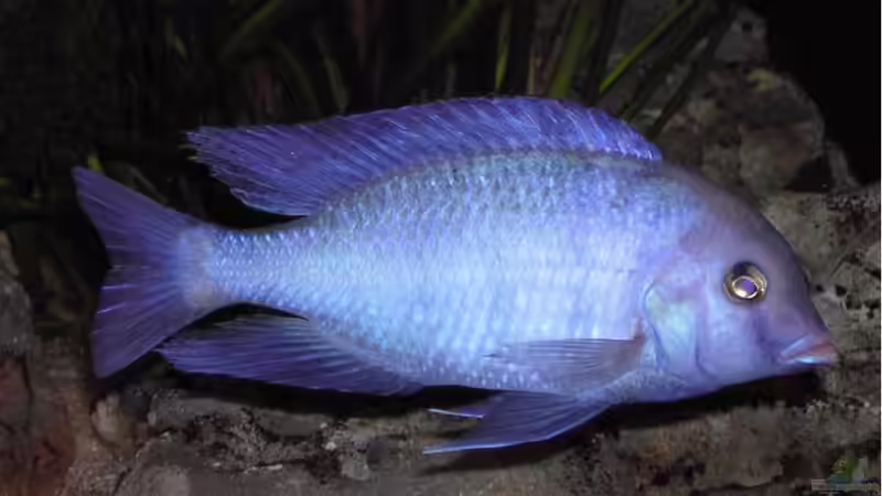 Besatz im Aquarium Becken 256 von Schilling (17)