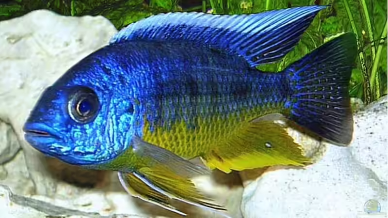 Besatz im Aquarium Becken 256 von Schilling (18)