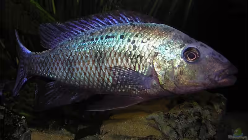 Besatz im Aquarium Becken 256 von Schilling (19)