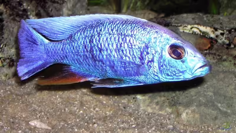 Besatz im Aquarium Becken 256 von Schilling (20)