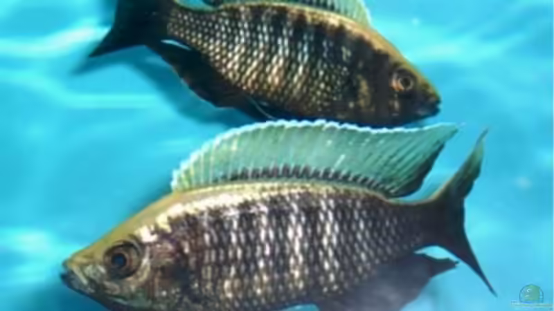 Besatz im Aquarium Becken 256 von Schilling (7)