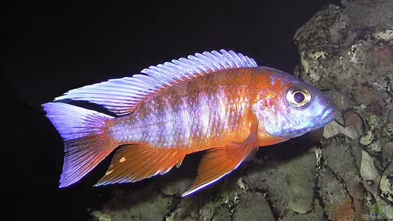 Besatz im Aquarium Becken 256 von Schilling (8)