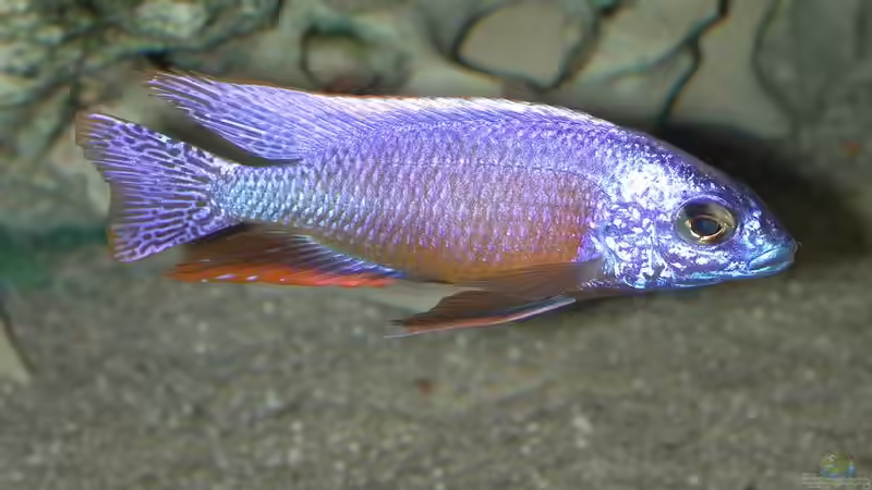 Besatz im Aquarium Becken 256 von Schilling (9)