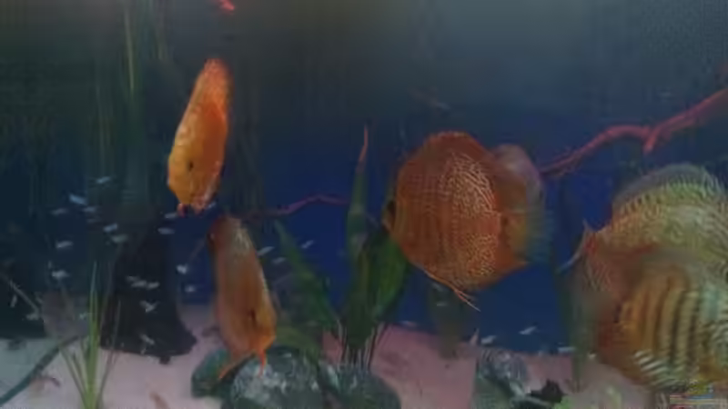 Besatz im Aquarium Becken 25614 von Diskusi (10)