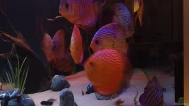 Besatz im Aquarium Becken 25614 von Diskusi (12)