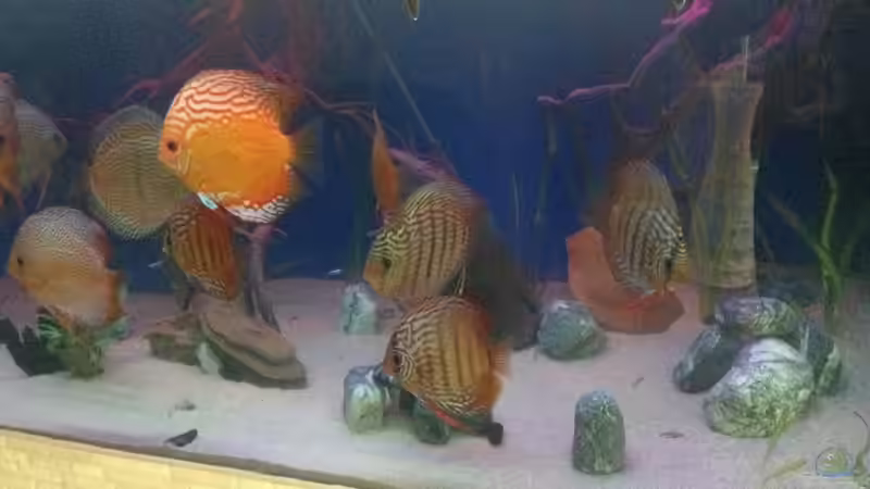 Besatz im Aquarium Becken 25614 von Diskusi (9)