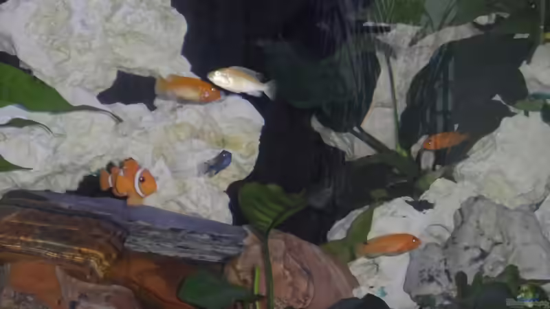 Besatz im Aquarium Becken 25630 von Gerhard Zechner (18)